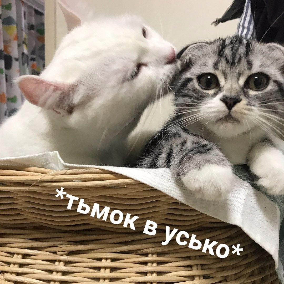 *ТЬМОК В УСЬКО*