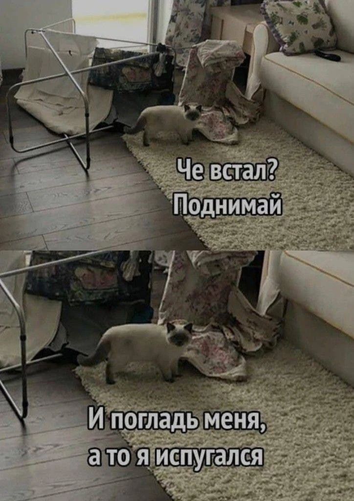 Че встал? Поднимай. И погладь меня, а то я испугался