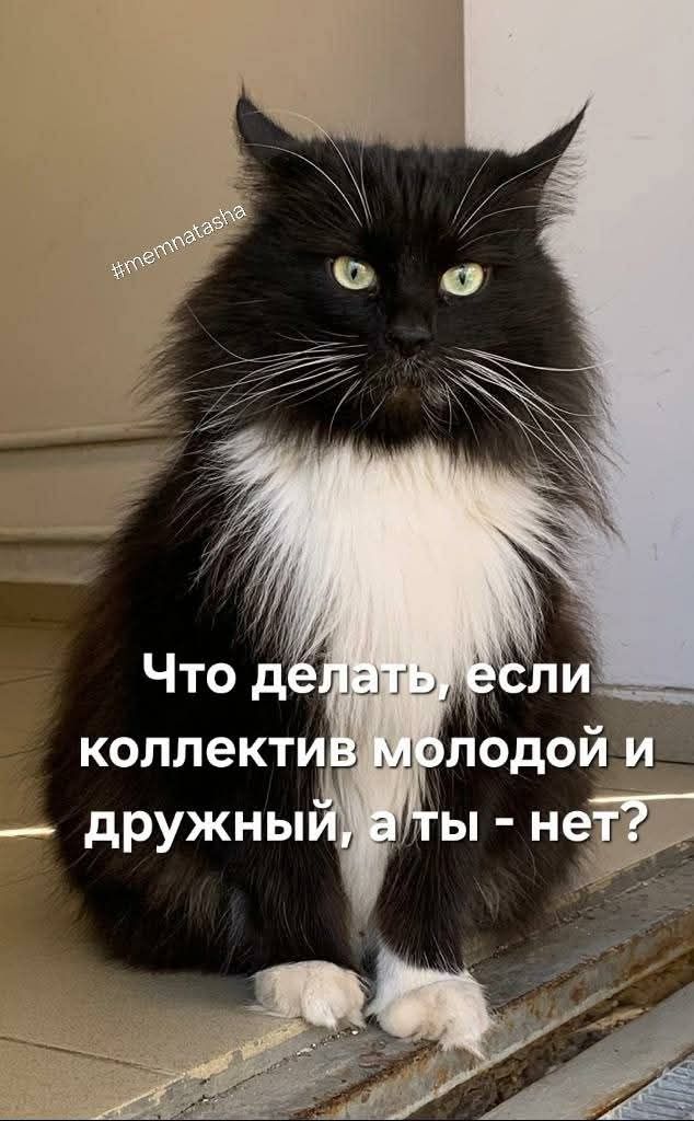 #memnatasha Что делать, если коллектив молодой и дружный, а ты - нет?