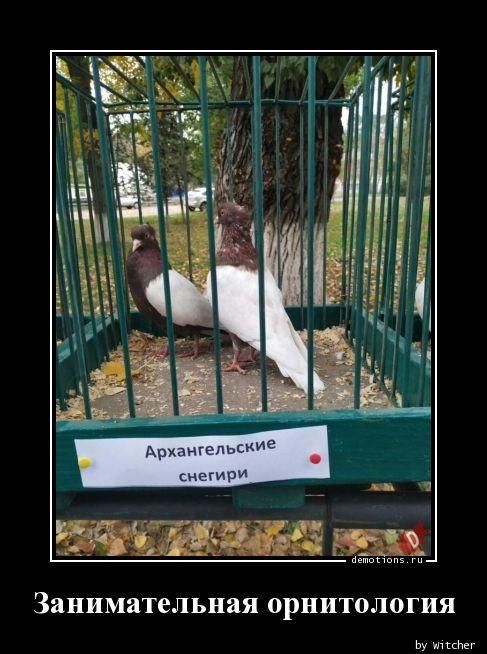 Архангельские снегири. Занимательная орнитология.