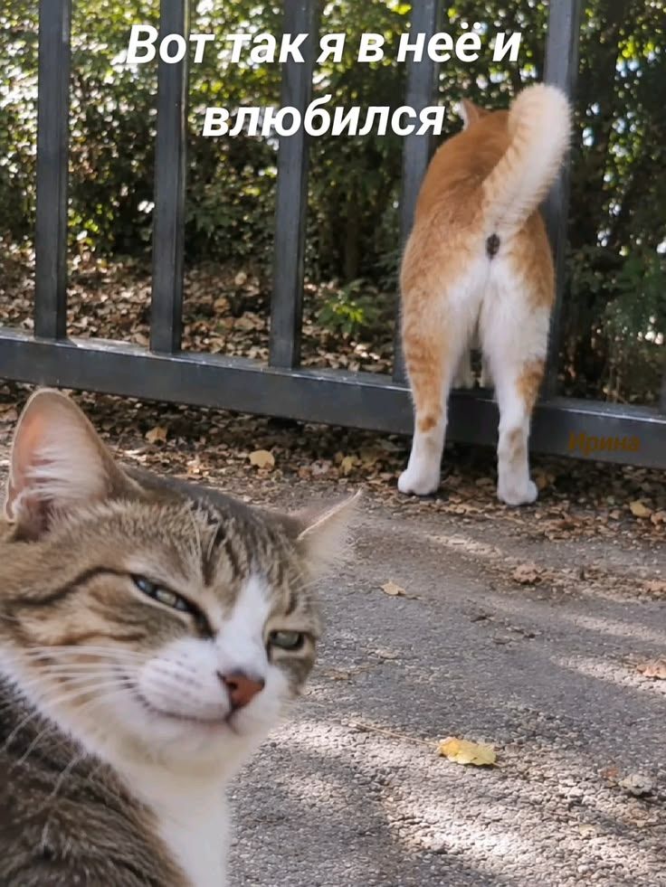 Вот так я в неё и влюбился