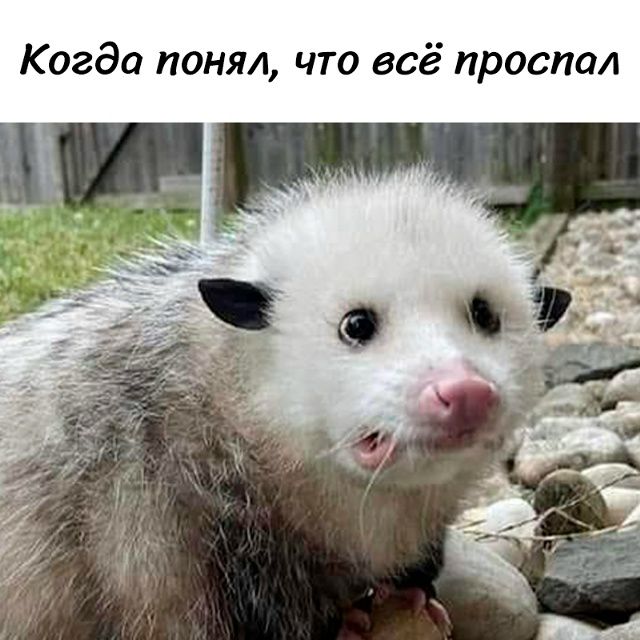 Когда понял, что всё проспал