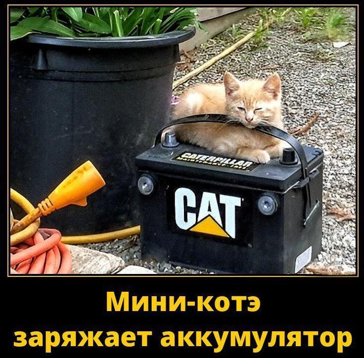 Мини-котэ заряжает аккумулятор