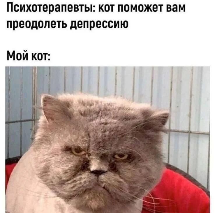Психотерапевты: кот поможет вам преодолеть депрессию. Мой кот:
