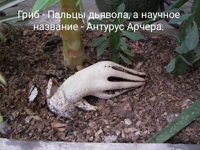 Гриб - Пальцы дьявола, а научное название - Антурус Арчера.