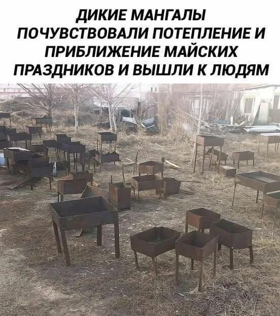 ДИКИЕ МАНГАЛЫ ПОЧУВСТВОВАЛИ ПОТЕПЛЕНИЕ И ПРИБЛИЖЕНИЕ МАЙСКИХ ПРАЗДНИКОВ И ВЫШЛИ К ЛЮДЯМ