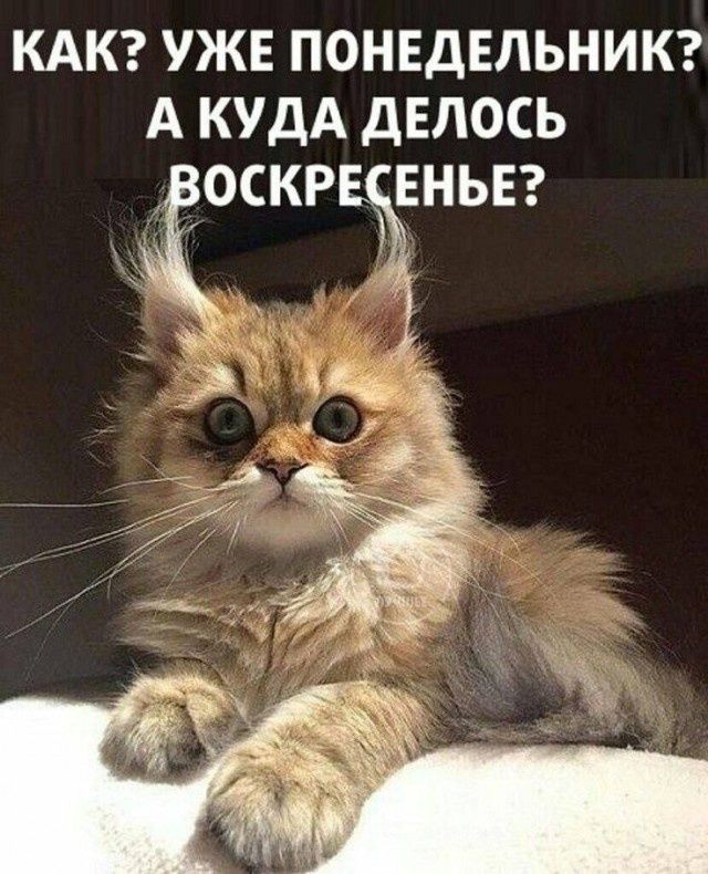 КАК? УЖЕ ПОНЕДЕЛЬНИК? А КУДА ДЕЛОСЬ ВОСКРЕСЕНЬЕ?
