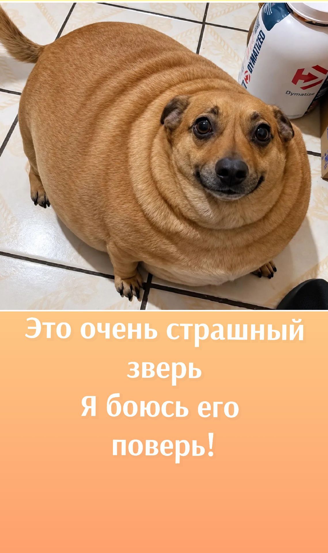 Это очень страшный зверь Я боюсь его поверь!