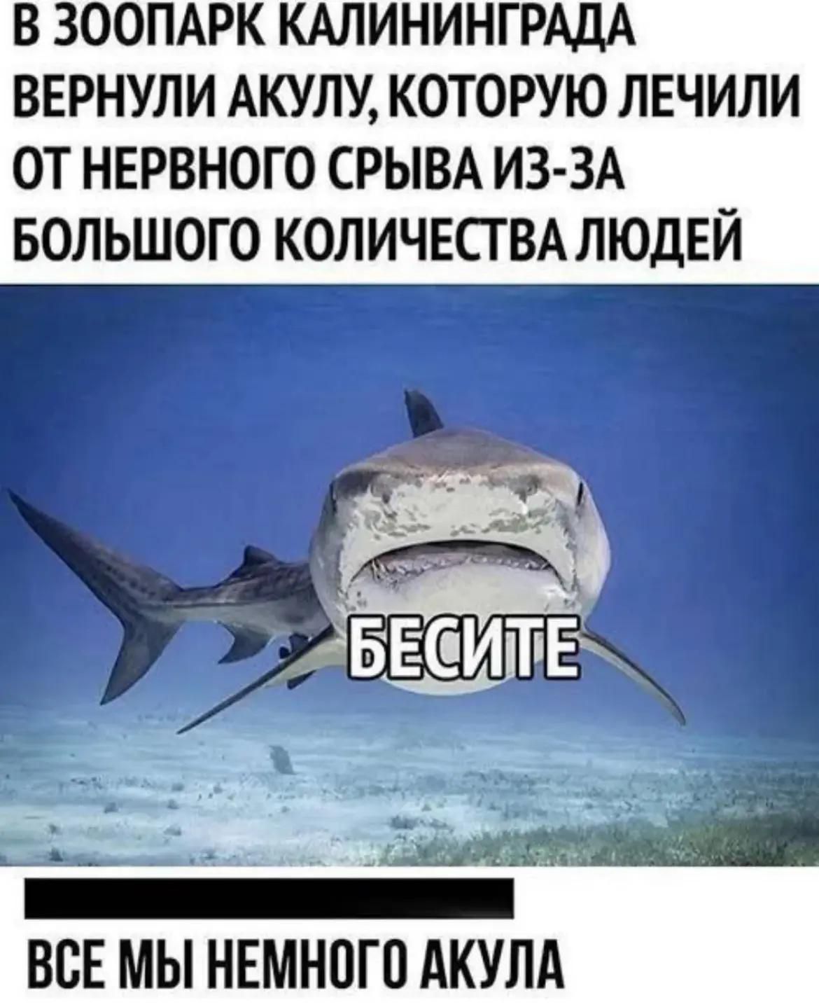 В ЗООПАРК КАЛИНИНГРАДА ВЕРНУЛИ АКУЛУ, КОТОРУЮ ЛЕЧИЛИ ОТ НЕРВНОГО СРЫВА ИЗ-ЗА БОЛЬШОГО КОЛИЧЕСТВА ЛЮДЕЙ БЕСИТЕ ВСЕ МЫ НЕМНОГО АКУЛА