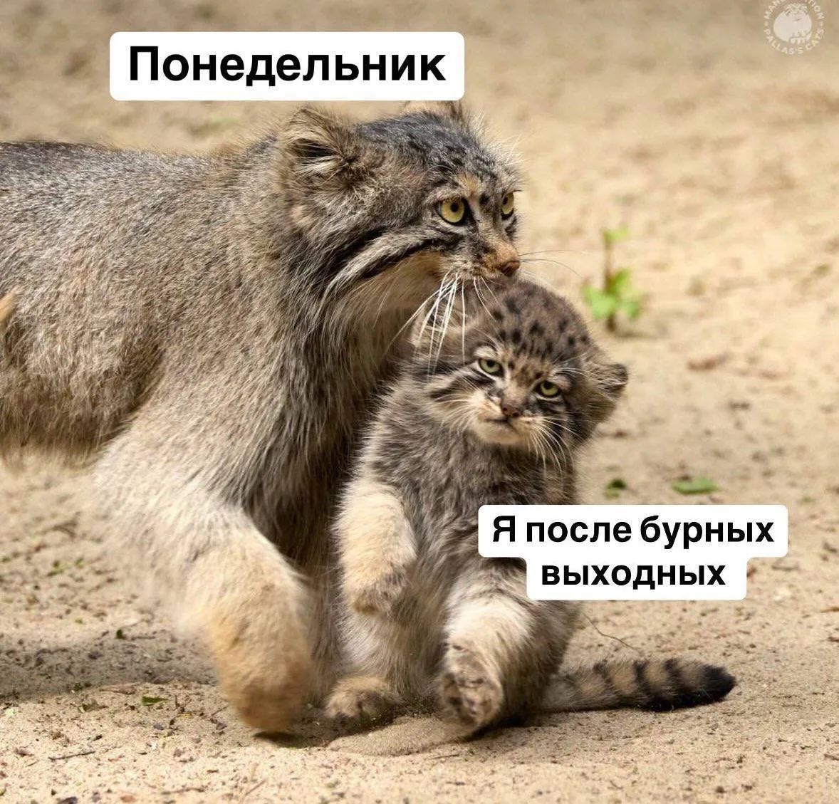 Понедельник. Я после бурных выходных.