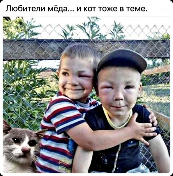 Любители мёда... и кот тоже в теме.