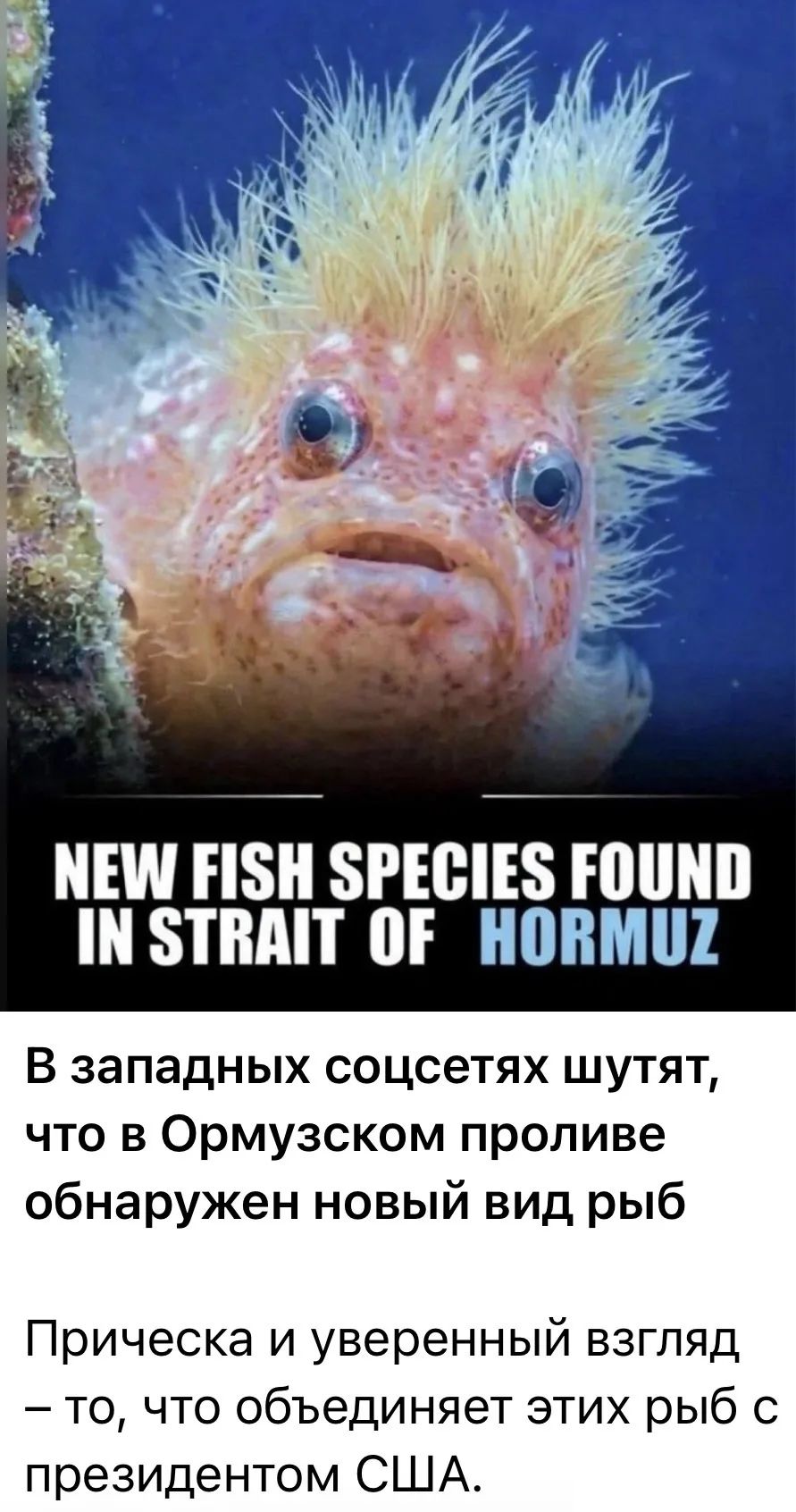 NEW FISH SPECIES FOUND IN STRAIT OF HORMUZ. В западных соцсетях шутят, что в Ормузском проливе обнаружен новый вид рыб. Прическа и уверенный взгляд – то, что объединяет этих рыб с президентом США.
