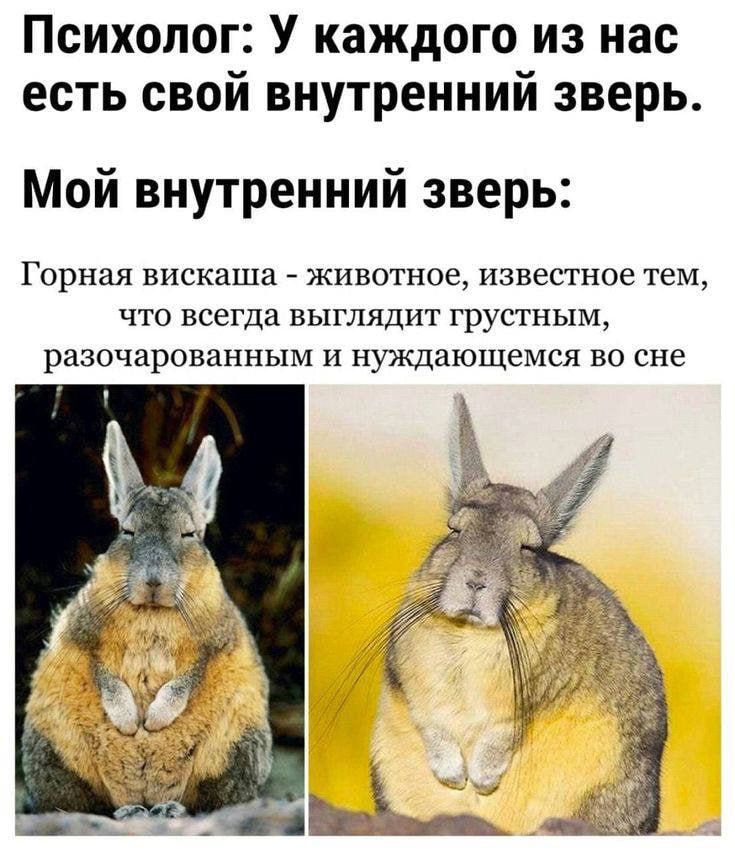 Психолог: У каждого из нас есть свой внутренний зверь. Мой внутренний зверь: Горная вискаша - животное, известное тем, что всегда выглядит грустным, разочарованным и нуждающимся во сне