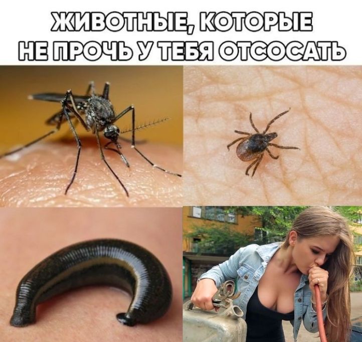 ЖИВОТНЫЕ, КОТОРЫЕ НЕ ПРОЧЬ У ТЕБЯ ОТСОСАТЬ. На картинке изображены комар, клещ, пиявка и девушка, которая сифонит бензин из канистры.