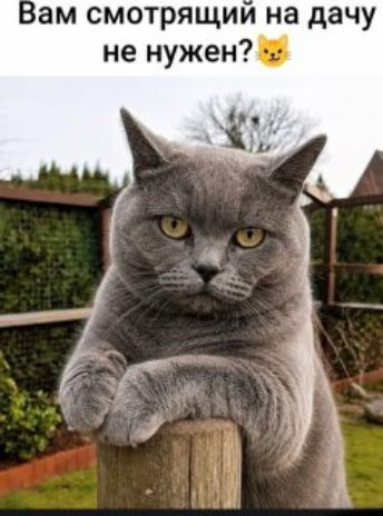 Вам смотрящий на дачу не нужен? 😼