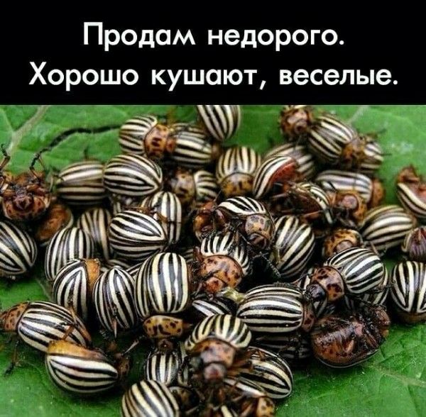 Продам недорого. Хорошо кушают, веселые.