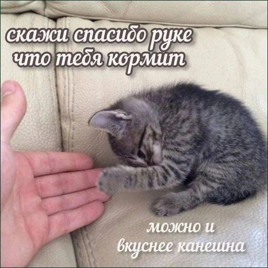 скажи спасибо руке что тебя кормит можно и вкуснее канешна