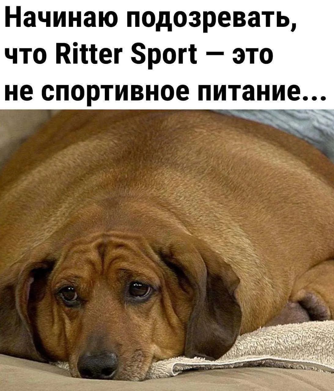 Начинаю подозревать, что Ritter Sport — это не спортивное питание...