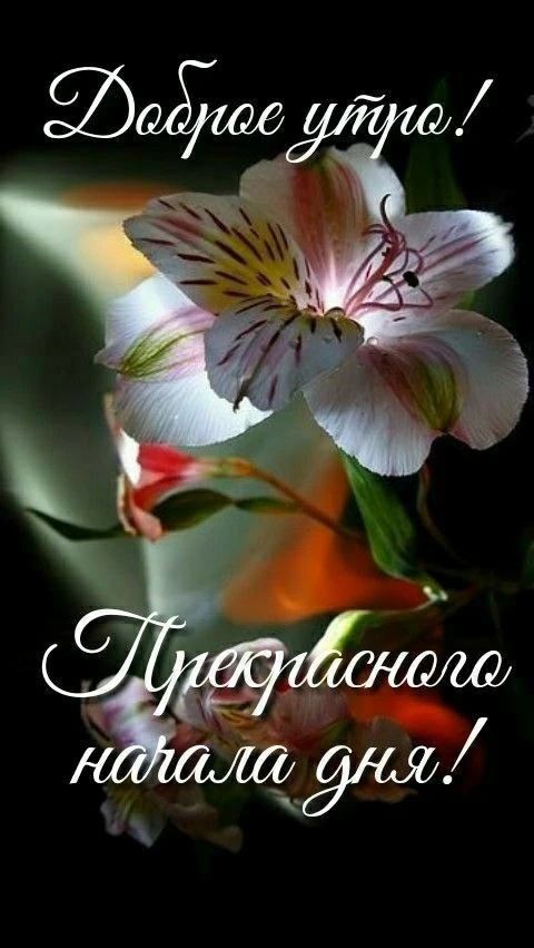 Доброе утро! Прекрасного начала дня!