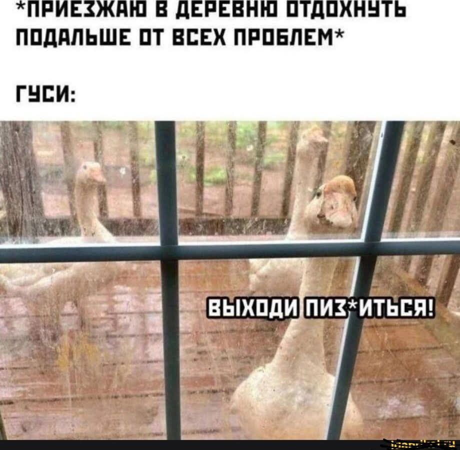 *ПРИЕЗЖАЮ В ДЕРЕВНЮ ОТДОХНУТЬ ПОДАЛЬШЕ ОТ ВСЕХ ПРОБЛЕМ*
ГУСИ:
ВЫХОДИ ПИЗ*ИТЬСЯ!