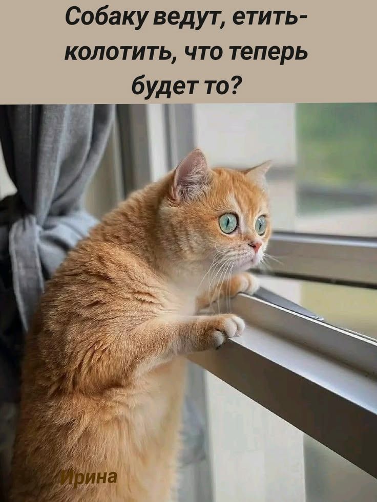Собаку ведут, етить-колотить, что теперь будет то?