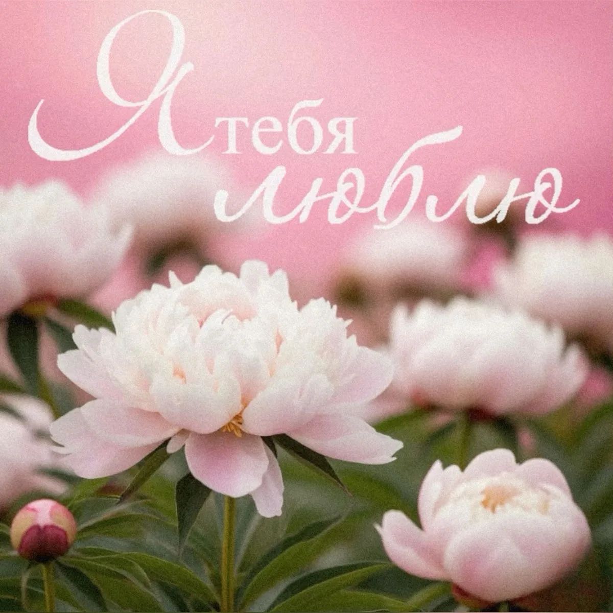 Я тебя люблю