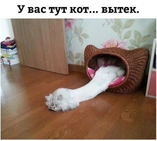 У вас тут кот... вытек.