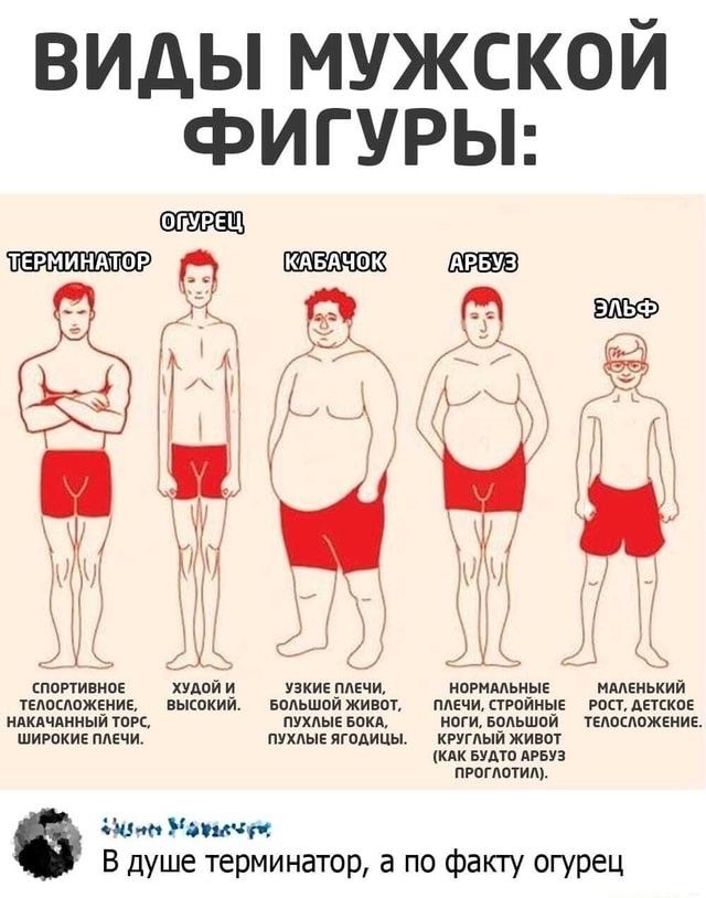 ВИДЫ МУЖСКОЙ ФИГУРЫ: ТЕРМИНАТОР: СПОРТИВНОЕ ТЕЛОСЛОЖЕНИЕ, НАКАЧАННЫЙ ТОРС, ШИРОКИЕ ПЛЕЧИ. ОГУРЕЦ: ХУДОЙ И ВЫСОКИЙ. КАБАЧОК: УЗКИЕ ПЛЕЧИ, БОЛЬШОЙ ЖИВОТ, ПУХЛЫЕ БОКА, ПУХЛЫЕ ЯГОДИЦЫ. АРБУЗ: НОРМАЛЬНЫЕ ПЛЕЧИ, СТРОЙНЫЕ НОГИ, БОЛЬШОЙ КРУГЛЫЙ ЖИВОТ (КАК БУДТО АРБУЗ ПРОГЛОТИЛ). ЭЛЬФ: МАЛЕНЬКИЙ РОСТ, ДЕТСКОЕ ТЕЛОСЛОЖЕНИЕ. В душе терминатор, а по факту