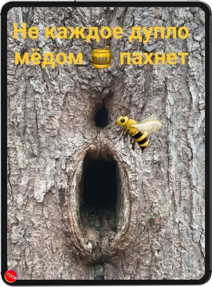 Не каждое дупло мёдом пахнет