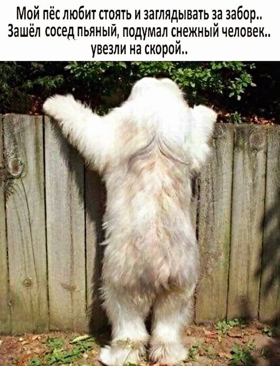 Мой пёс любит стоять и заглядывать за забор.. Зашёл сосед пьяный, подумал снежный человек.. увезли на скорой..