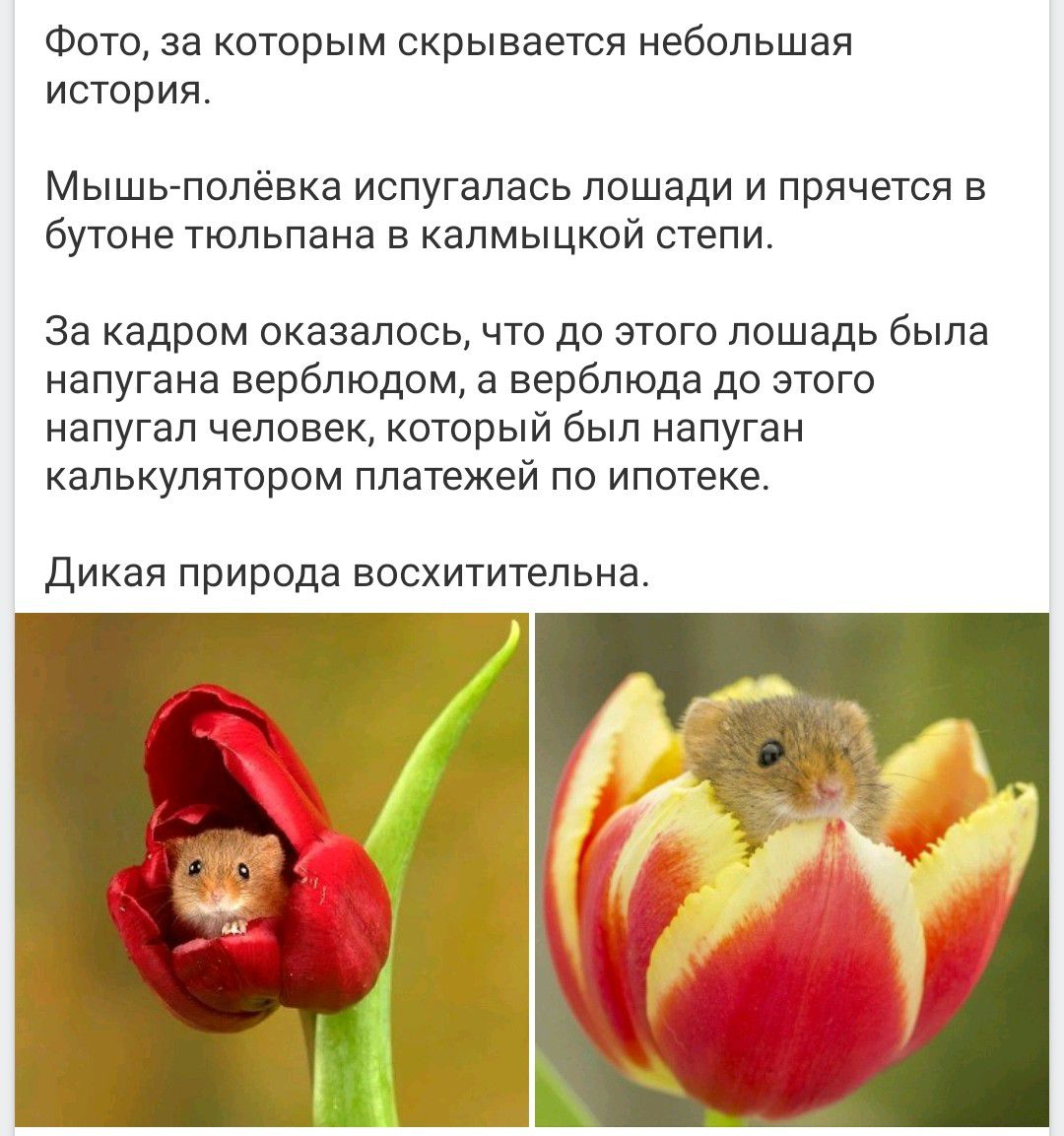 Фото, за которым скрывается небольшая история. Мышь-полёвка испугалась лошади и прячется в бутоне тюльпана в калмыцкой степи. За кадром оказалось, что до этого лошадь была напугана верблюдом, а верблюда до этого напугал человек, который был напуган калькулятором платежей по ипотеке. Дикая природа восхитительна.
