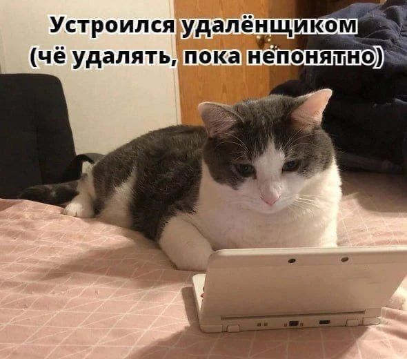 Устроился удалёнщиком (чё удалять, пока непонятно)