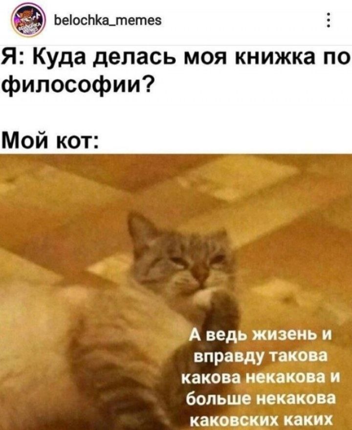 belochka_memes Я: Куда делась моя книжка по философии? Мой кот: А ведь жизнь и вправду такова какова некакова и больше некакова каковских каких