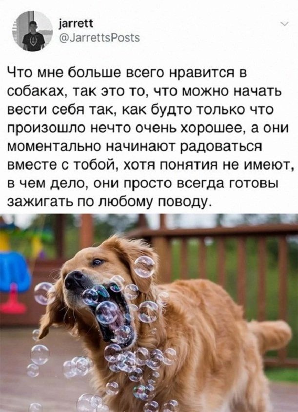 jarrett @JarrettsPosts Что мне больше всего нравится в собаках, так это то, что можно начать вести себя так, как будто только что произошло нечто очень хорошее, а они моментально начинают радоваться вместе с тобой, хотя понятия не имеют, в чем дело, они просто всегда готовы зажигать по любому поводу.