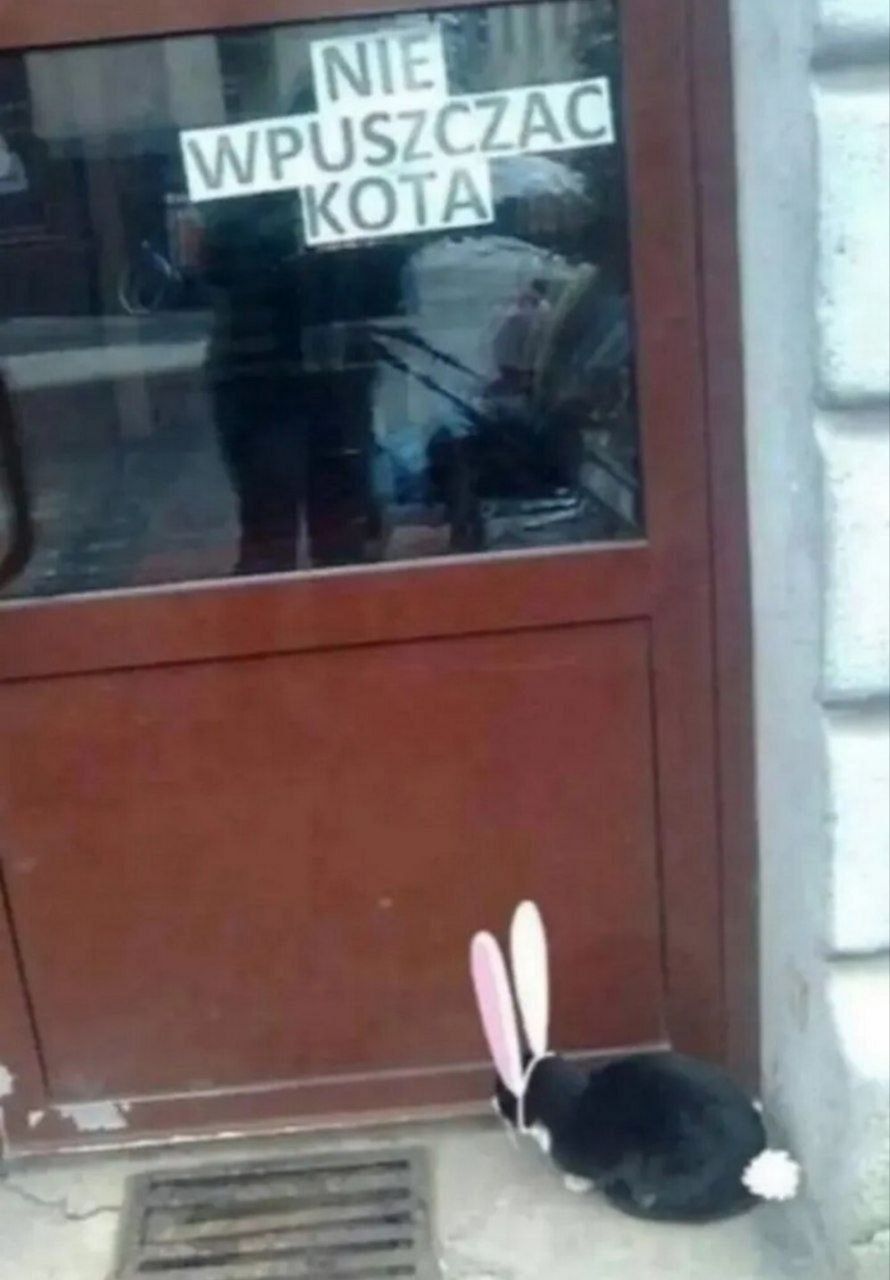 НЕ ВПУСКАТЬ КОТА
