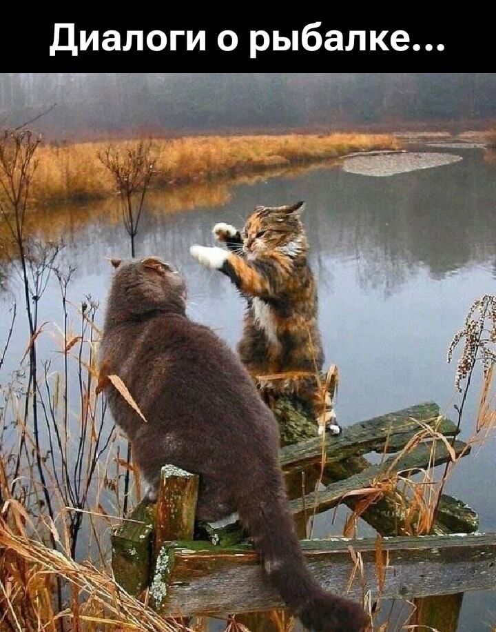 Диалоги о рыбалке...