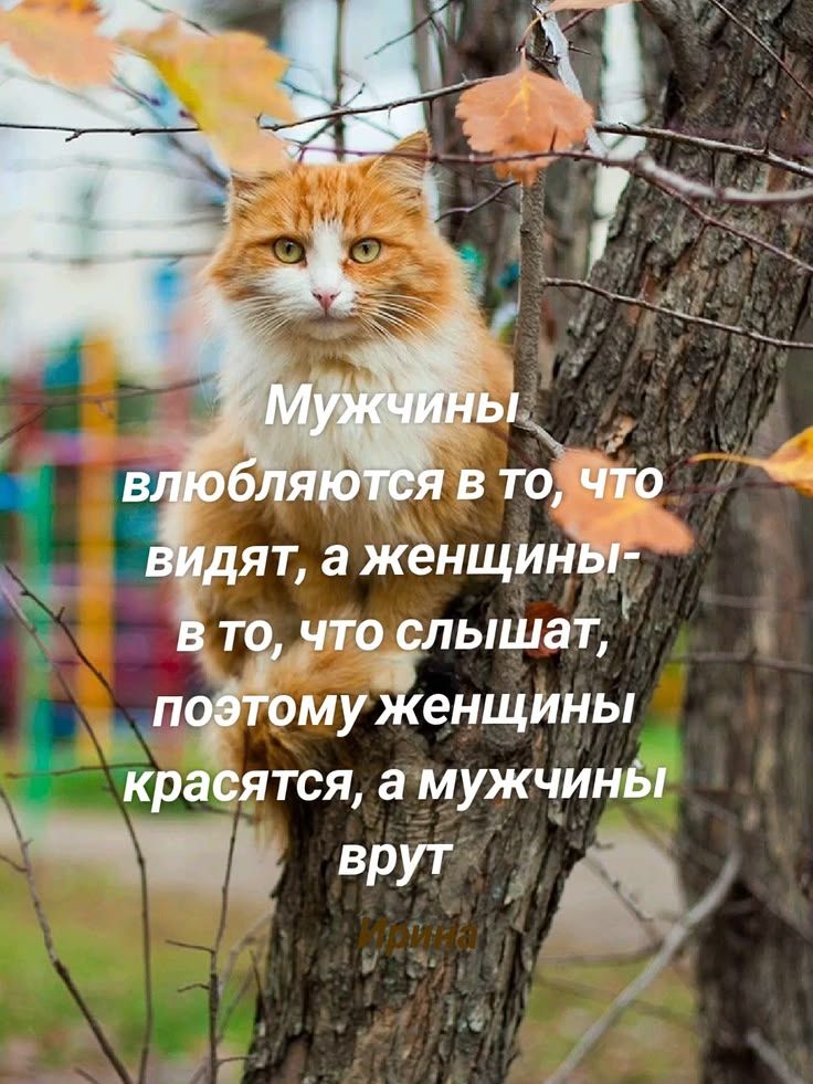 Мужчины влюбляются в то, что видят, а женщины - в то, что слышат, поэтому женщины красятся, а мужчины врут