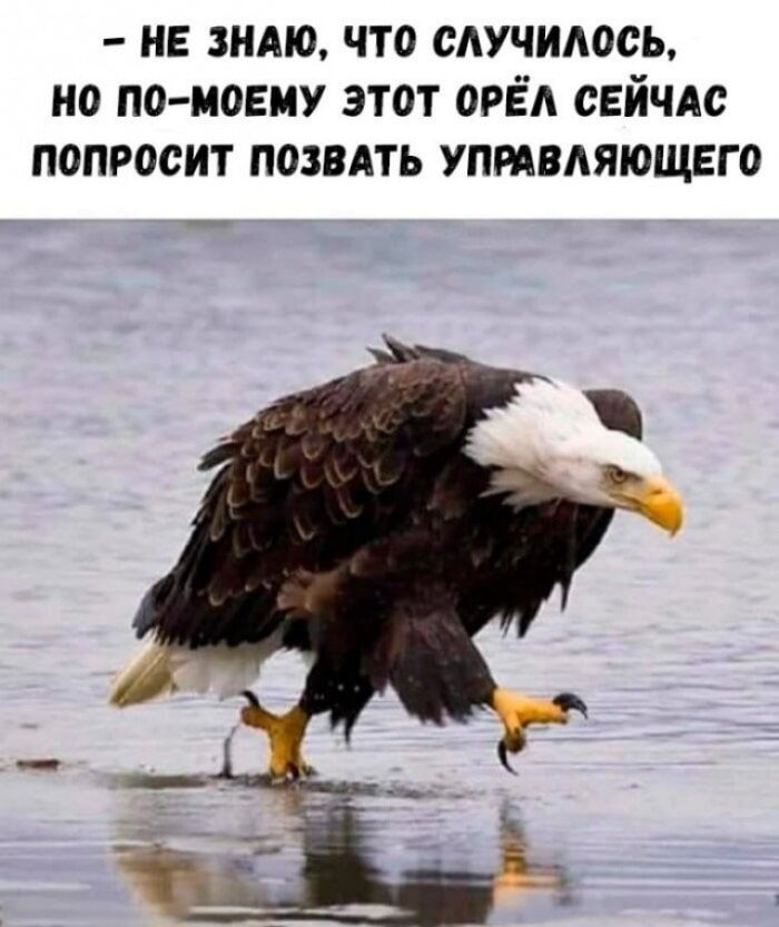 — Не знаю, что случилось, но по-моемy этот орёл сейчас попросит позвать управляющего