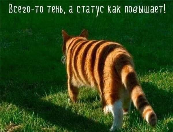 Всего-то тень, а статус как повышает!