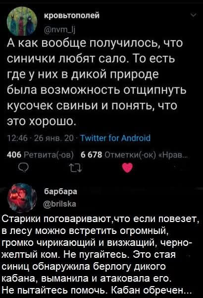 А как вообще получилось, что синички любят сало. То есть где у них в дикой природе была возможность отщипнуть кусочек свиньи и понять, что это хорошо. Старики поговаривают, что если повезет, в лесу можно встретить огромный, громко чирикающий и визжащий, черно-желтый ком. Не пугайтесь. Это стая синиц обнаружила берлогу дикого кабана, выманила и