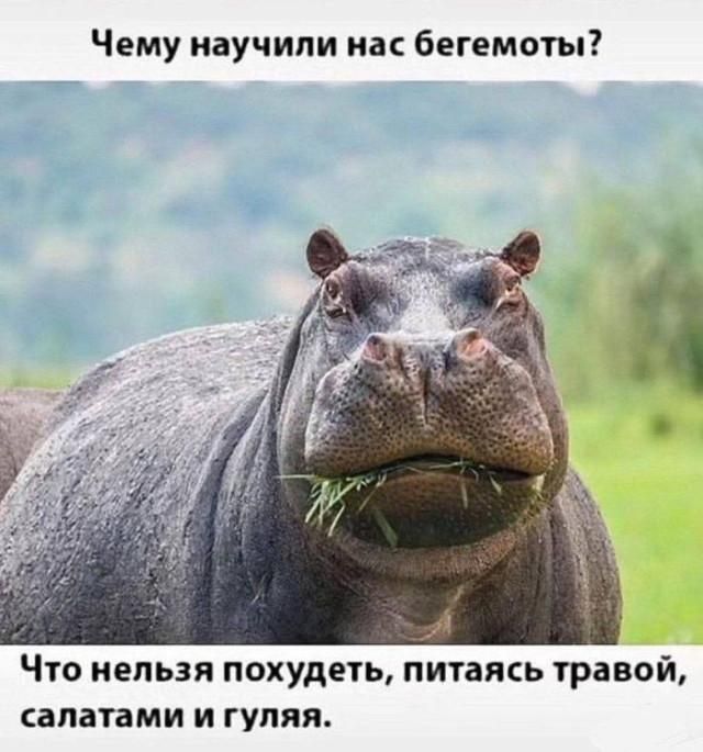 Чему научили нас бегемоты? Что нельзя похудеть, питаясь травой, салатами и гуляя.