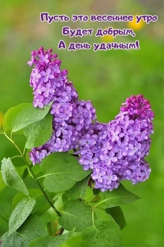 Пусть это весеннее утро Будет добрым, А день удачным!
