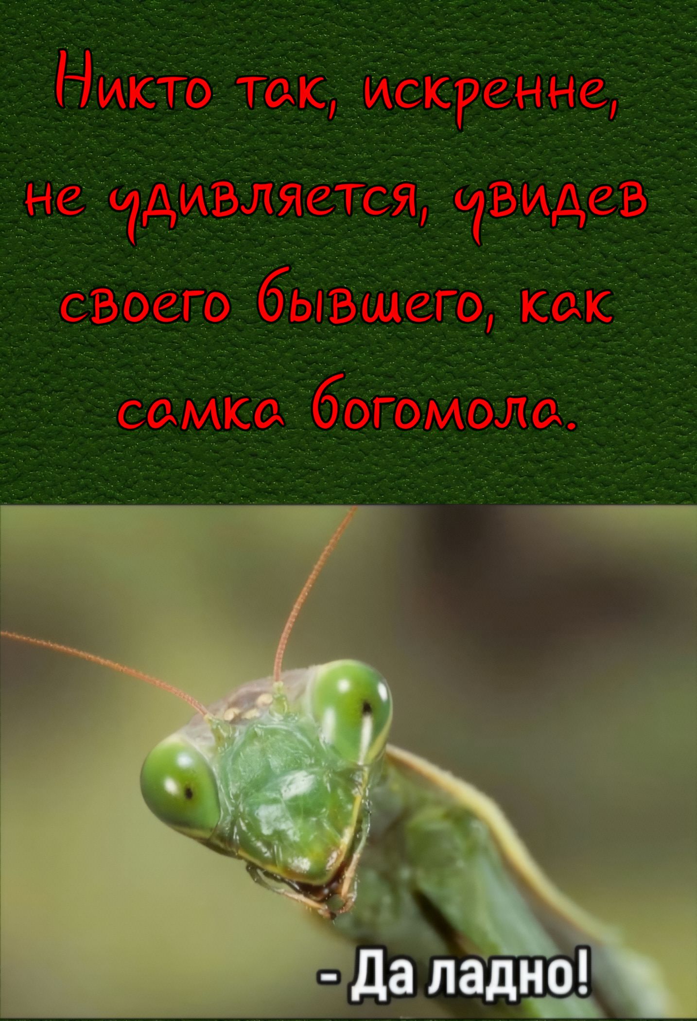 Никто так искренне не удивляется, увидев своего бывшего, как самка богомола. - Да ладно!