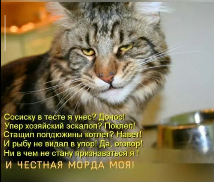 Сосиску в тесте я унес? Донос! Упер хозяйский эскалоп? Поклеп! Стащил полдюжины котлет? Навет! И рыбу не видал в упор! Да, оговор! Ни в чем не стану признаваться я! И ЧЕСТНАЯ МОРДА МОЯ!