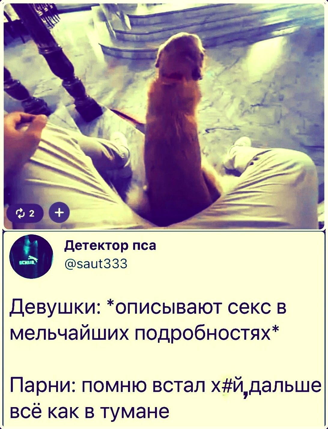 Детектор пса @saut333 Девушки: *описывают секс в мельчайших подробностях* Парни: помню встал х#й, дальше всё как в тумане