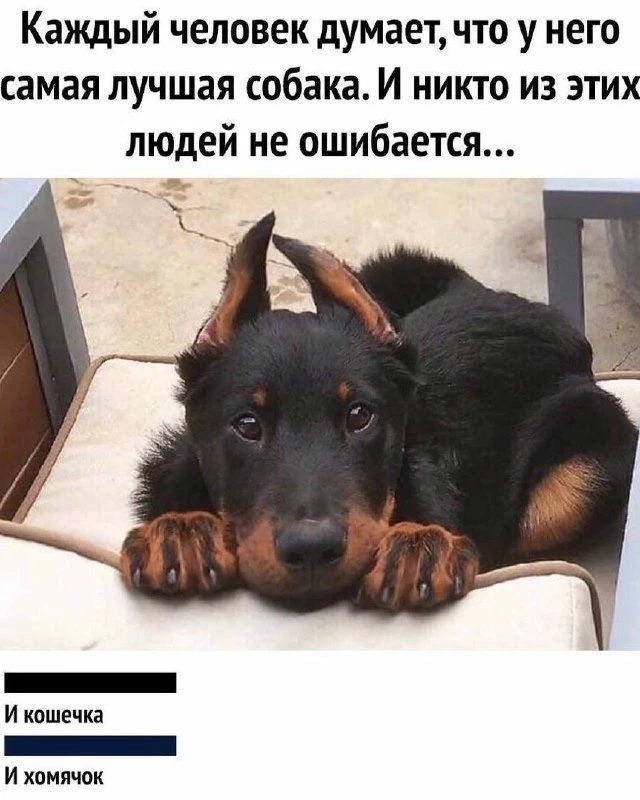 Каждый человек думает, что у него самая лучшая собака. И никто из этих людей не ошибается... И кошечка И хомячок