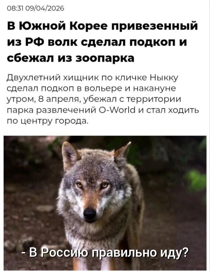 08:31 09/04/2026 В Южной Корее привезенный из РФ волк сделал подкоп и сбежал из зоопарка Двухлетний хищник по кличке Ныкку сделал подкоп в вольере и накануне утром, 8 апреля, убежал с территории парка развлечений O-World и стал ходить по центру города. - В Россию правильно иду?