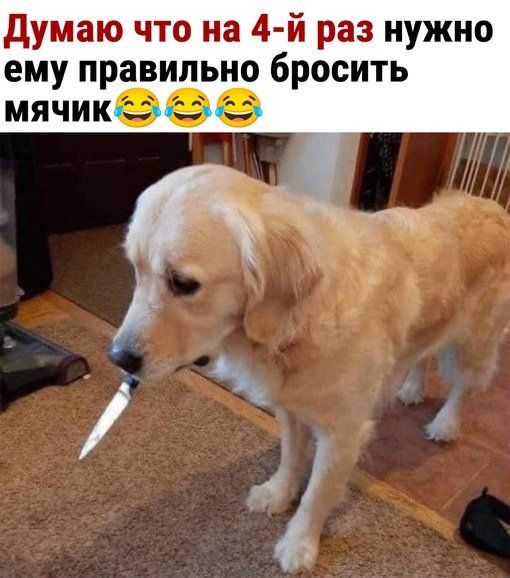 Думаю что на 4-й раз нужно ему правильно бросить мячик 😂😂😂
