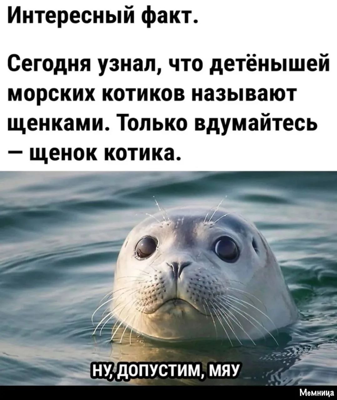 Интересный факт. Сегодня узнал, что детёнышей морских котиков называют щенками. Только вдумайтесь — щенок котика. ну, допустим, мяу