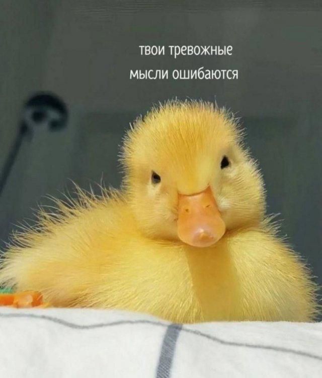 твои тревожные мысли ошибаются